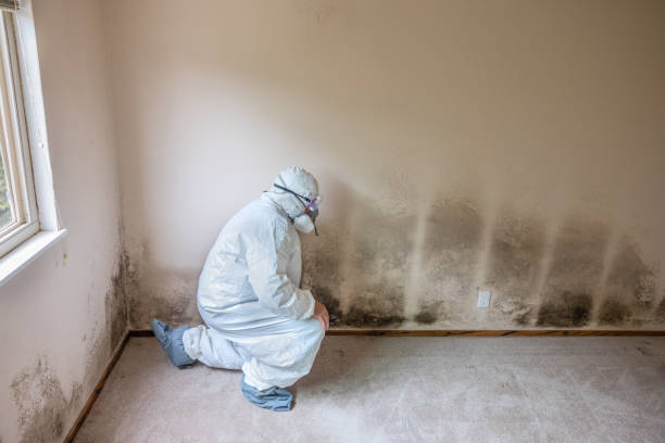 Best Post-Flood Mold Remediation in Fairmead, CA