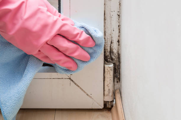 Best DIY Mold Remediation Support Services in Fairmead, CA