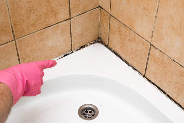 Reliable Fairmead, CA Mold Remediation Solutions